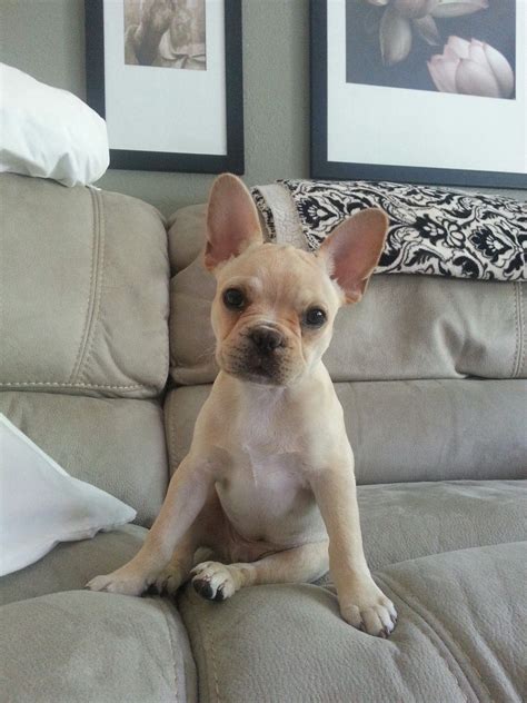 French Bulldog Chihuahua Mix Rescue - Pets Lovers