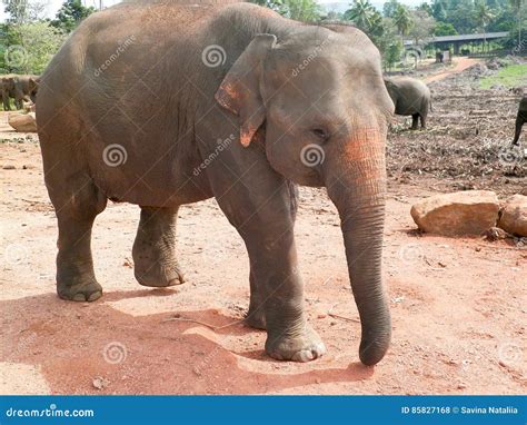 Asian Elephant Behavior in the Wild. Tourism and Travel. Stock Photo ...