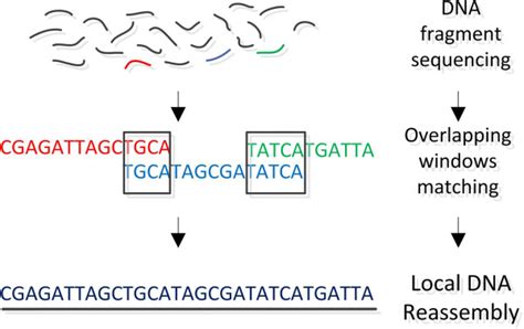 DNA assembly.DNA assembly: 1st step: The DNA is purified and extracted.... | Download Scientific ...