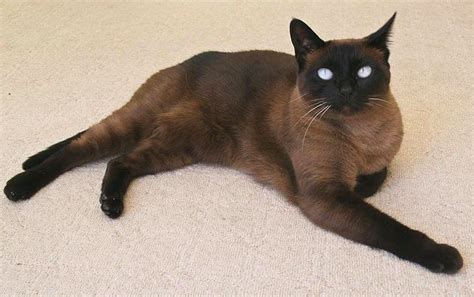 Brown Burmese cat