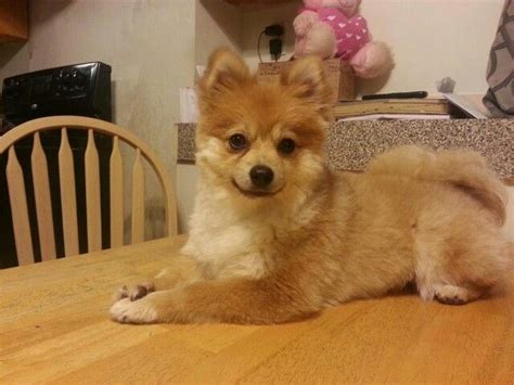 Pomeranian Hairstyles - Grooming spitz | Baby dogs, Pomeranian dog, Puppies : The lion cut will ...