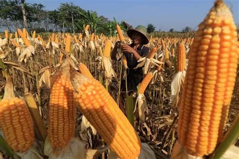 Corn in Indonesia: A Pivotal Commodity with Vast Potential