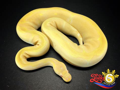 Albino Blade Clown - Morph List - World of Ball Pythons