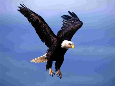 Bald Eagle Wallpaper Screensavers - WallpaperSafari