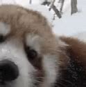 Red Panda GIF - Red Panda - Discover & Share GIFs