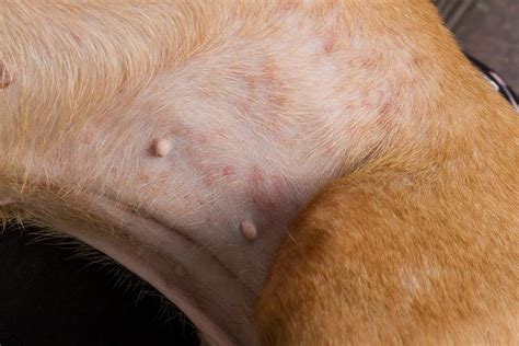 Why Are There Lumps & Bumps On My Dog’s Skin? (Vet Answer) | Hepper