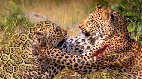 Jaguar VS leopard – Wild Verdict