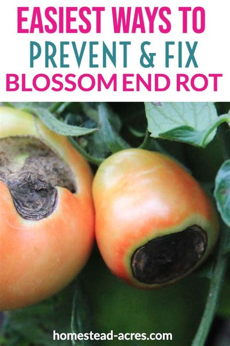 Blossom End Rot On Tomatoes: Prevent, Treat And Reverse in 2021 | Blossom end rot tomatoes ...