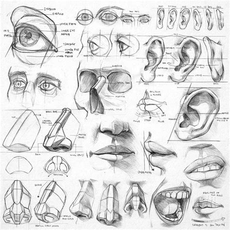 Pin by Escherware on Arts | Anatomy sketches, Anatomy art, Realistic drawings