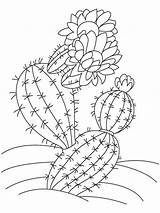 Cactus Coloring Pages  100 To print For free sketch template