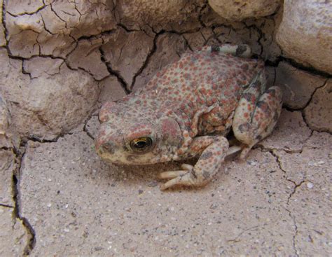 Red-spotted Toad (Bufo punctatus); San Pedro Riverbed near… | Flickr