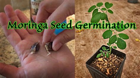 Moringa Seeds For Planting