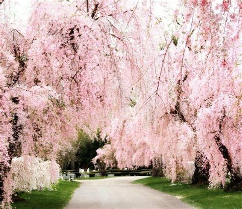 Weeping Cherry Tree Leaves