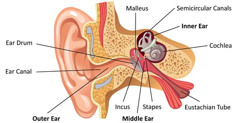 How We Perceive Sound - Davidson Hearing Aid Centres