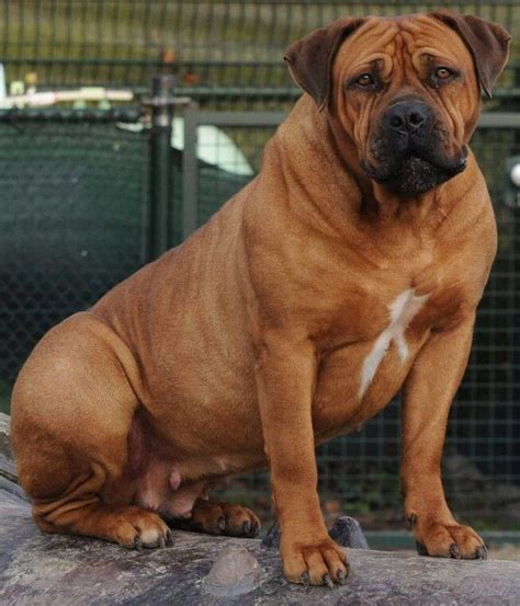 Boerboel #BullyDogNation | Mastiff dogs, Large dog breeds, Mastiff breeds