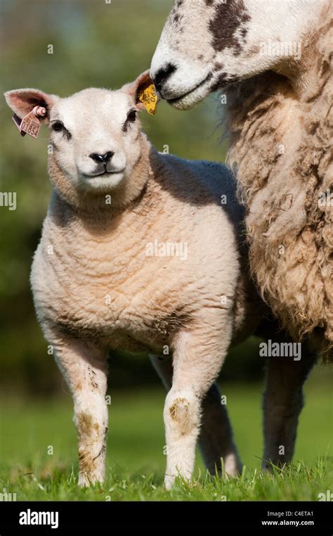 Beltex sheep lamb hi-res stock photography and images - Alamy