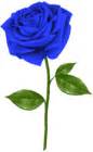 Blue Rose Transparent PNG Clip Art | Gallery Yopriceville - High-Quality Free Images and ...
