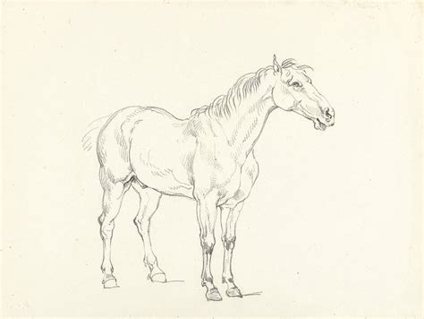 Standing Horse Drawing at GetDrawings | Free download