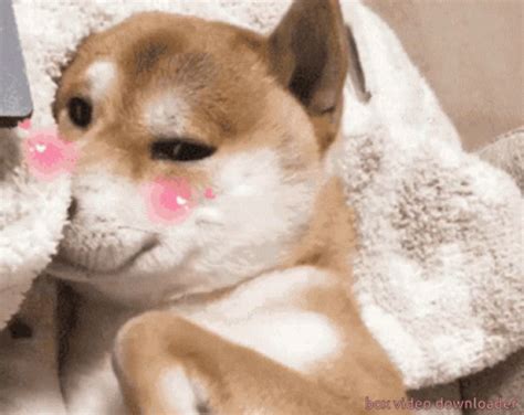 Shy Cute Puppy GIF - Shy Cute Puppy Cute Animals - Discover & Share GIFs