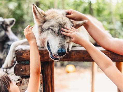 Think Owning a Wolf Hybrid Would Be Cool? Think Again | Always Pets