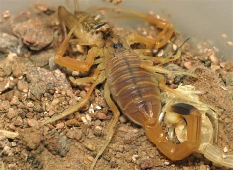 Deathstalker Scorpion l Dangerous - Our Breathing Planet