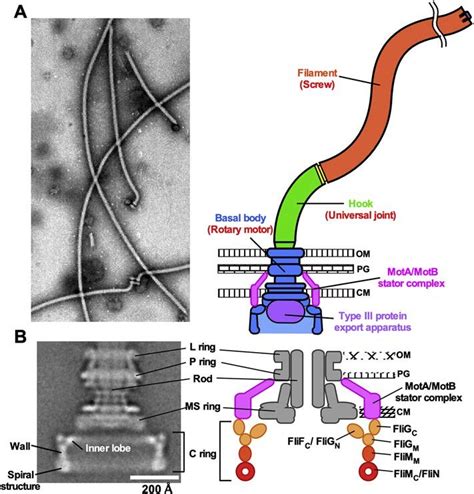 Subunit organization in the flagellar motor. (A) Bacterial flagella.... | Download Scientific ...