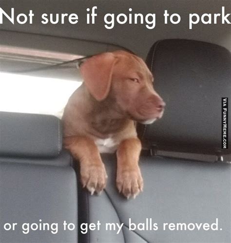 Dog memes Suspicious dog is suspicious... Check more at http://www ...