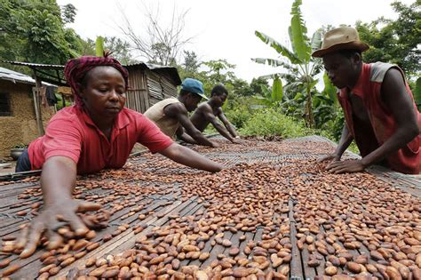 Ghana’s Cocoa Board Seeks to Reassure Traders, Investors - WSJ