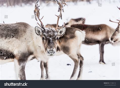 Reindeer Herd, Lapland, Northern Finland Stock Photo 411306112 ...