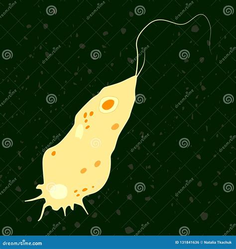 Vector Illustration of Single-celled Eukaryote Mycetozoa, Protozoa Stock Vector - Illustration ...