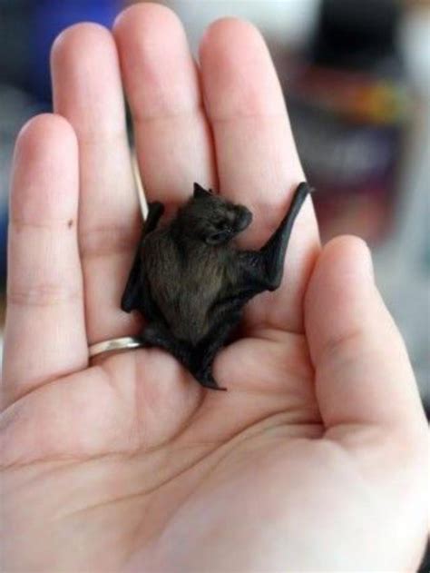 The bumblebee bat is the world’s smallest mammal - 9GAG