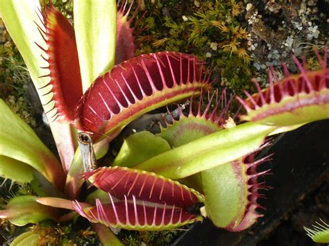 Venus Flytrap Carnivorous Plant · Free photo on Pixabay