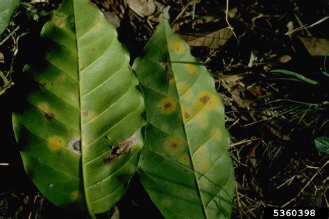 coffee leaf rust (Hemileia vastatrix ) on coffee (Coffea spp. ) - 5360398