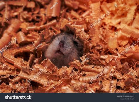 Campbell's Dwarf Hamster: Over 145 Royalty-Free Licensable Stock Photos ...