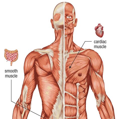 Muscular System