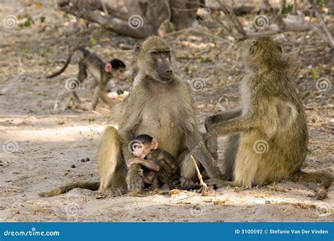 Baboon family stock photo. Image of animal, mother, baby - 3100592