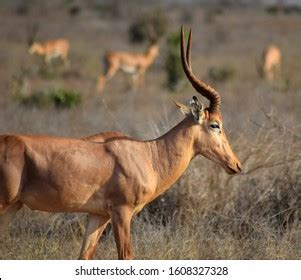 Profile View Rare Endangered Hirola Antelope Stock Photo 1608327328 ...