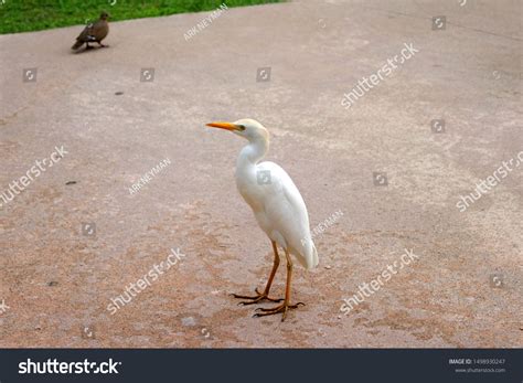 Egret White Bird Long Yellow Legs Stock Photo 1498930247 | Shutterstock