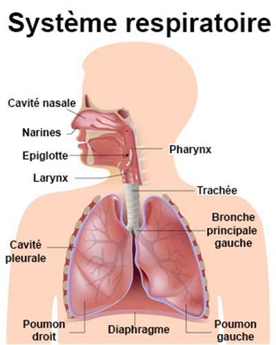 Système respiratoire : définition - docteurclic.com