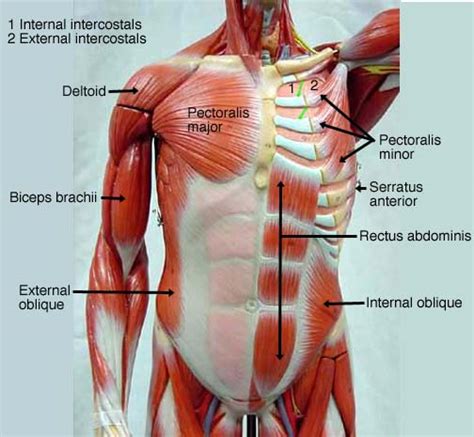 Male Muscle Model