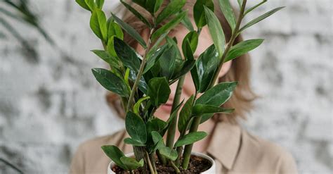 Green Plant on White Ceramic Pot · Free Stock Photo