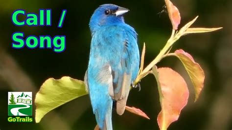 Indigo bunting song / call / sounds | Bird - YouTube