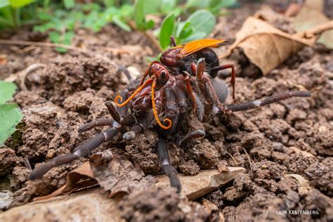 How I Captured a Wasp Paralyzing a Tarantula | PetaPixel