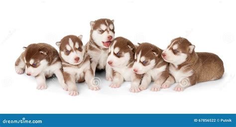 Litter of Siberian Cooper Red Husky Puppies Stock Photo - Image of adorable, puppy: 67856522