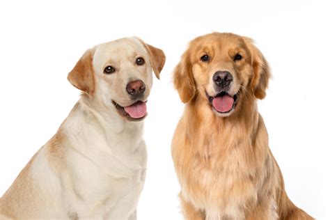 Which is Best - Golden Retriever or Labrador Retriever? | Flipboard