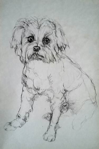 Maltese Dog Sketch at PaintingValley.com | Explore collection of Maltese Dog Sketch