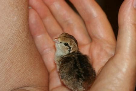 A lesson learned from a Bobwhite Quail chick – Honeycomb Adventures Press, LLC