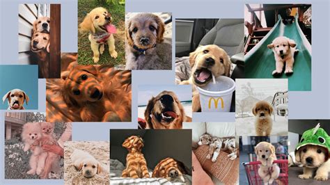 p u p p i e s | Cute dog wallpaper, Cute laptop wallpaper, Puppy backgrounds