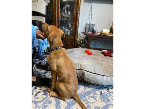 Female Labrabull Puppy looking for new home Marietta - Puppies for Sale Near Me