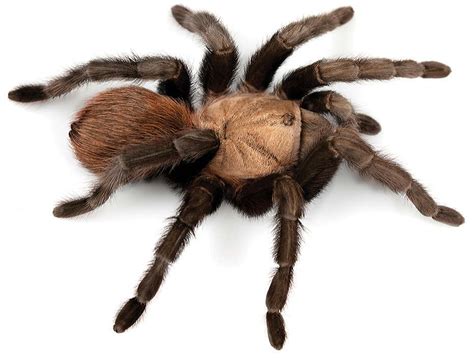 7 Oldest Spiders in the World | Oldest.org